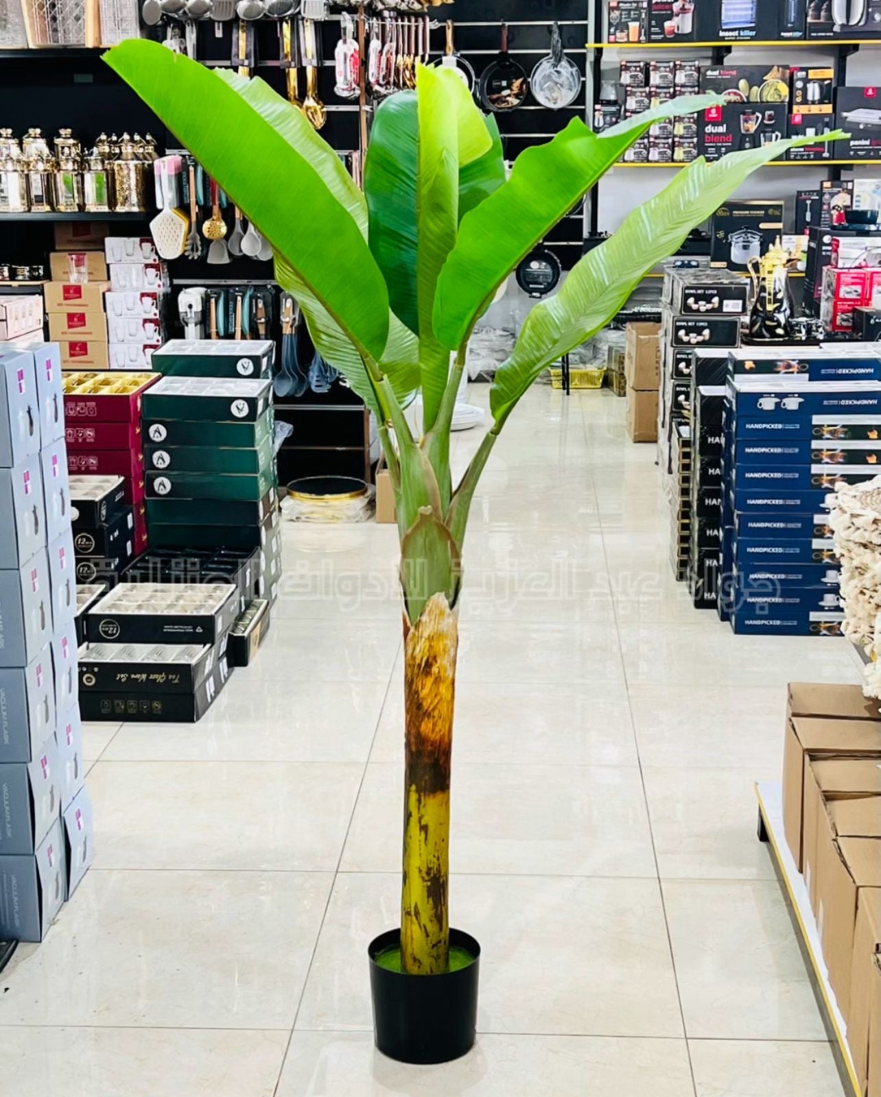 شجرة موز ديكور